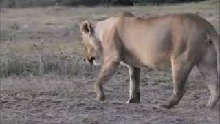 Pregnant Lioness