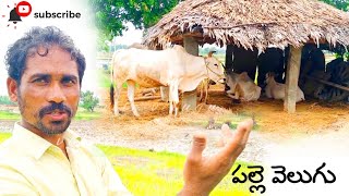 Palle Velugu | పల్లె వెలుగు | ఎడ్లు |వ్యవసాయం | పల్లెటూరు పొలాలు|Actor Javeed Ali #village #nativity