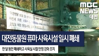 [대전MBC뉴스]퓨마 사육시설 일시 폐쇄 근본대책 필요