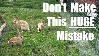 Beginners BEWARE! | The WORST Rabbit Colony Setup | Don't Make This Mistake