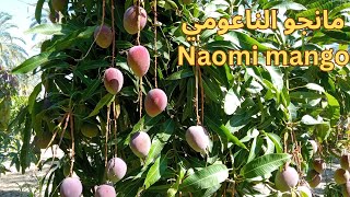 Naomi mango is the most popular foreign mango variety || the advantages and disadvantages of Naomi