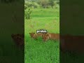 Lions vs Tiger