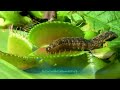 top 20 venus flytrap venusfliegenfalle