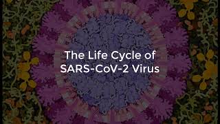 SARS-CoV-2 Life Cycle (Summer 2020)
