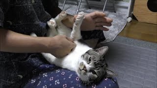 パパの膝の上で盛大に甘えん坊する猫リキちゃん☆パパと一緒ならどんな格好でも気にしない【リキちゃんねる　猫動画】Cat videos キジトラ猫との暮らし