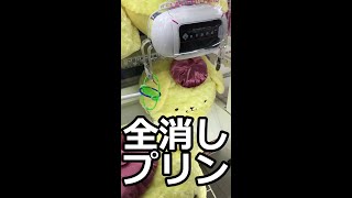 超BIGポムポムプリン【全消し】したった‼ #shorts