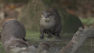 First Time Swimming for Baby Otters