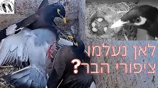 לאן נעלמו ציפורי הבר? התשובה נמצאת אצל המיינה