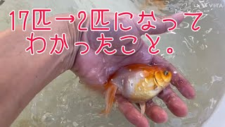 【金魚】17匹いた金魚が2匹になってわかったこと。#金魚 #屋外飼育 #らんちゅう #東錦 #江戸錦