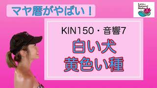 【マヤ暦がやばい！】KIN150 白い犬・黄色い種／音7