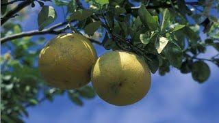 Pomelo fruit  | Chakkota  fruit tasting | tastiest fruits of India