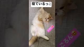 当たり前にゃんこ #shorts #ちゃるる #猫