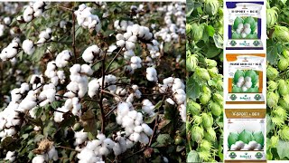 #cotton सबसे ज्यादा पैदावार लेनी है ये बीज लगवाड़ करो BT COTTON SEEDS CROPS  PRANSHIGOLDI333 V-SPORT