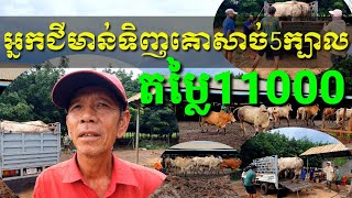 អ្នកជីមាន់ដែលជាម៉ូយចាស់មកទិញគោសាច់5ក្បាល តម្លៃ11000