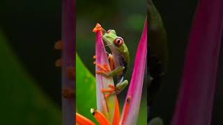 தவளைகள் பற்றிய ஆச்சர்யமான தகவல்கள் #frog #frogvideo #frogs #shortsvideo #shortsyoutube