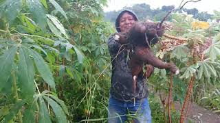 village atmosphere harvesting cassava cheese