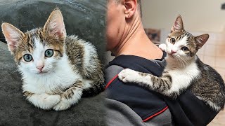 Stray Kitten Cuddles Every Person He Meets After Rescue And Adoption