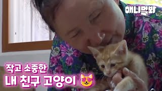 할머니의 무조건적인 동물 사랑(손주도 할아버지도 못 말림ㅋㅋㅋ)ㅣGrandma's Unconditional Love toward the animals