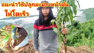 แนะนำวิธีการปลูกมะม่วงหน้าฝนให้ต้นโตเร็ว รากเดินดี