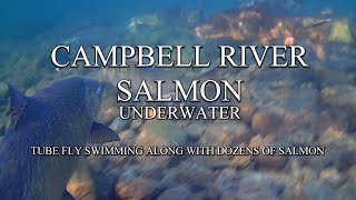 Campbell River Salmon underwater - Tube Fly swimming along salmon