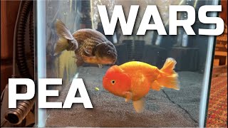 PEA WARS: Episode 1 (Bubba \u0026 Brad get VIOLENT)