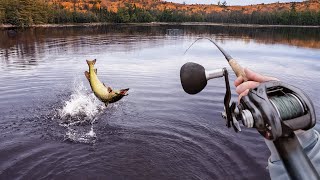 The Best Muskie Fishing Day Of My life! -- MUSKY MAYHEM
