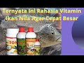 RAHASIA VITAMIN IKAN NILA BIAR CEPAT BESAR | VITERNA UNTUK IKAN