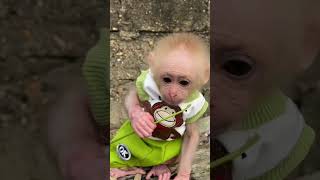 遊びのお猿さん🙉🐒🐵🐵🇯🇵🇯🇵 #music #さる #monkey #monkeydluffy #monkeys #monkeyvideo #jp #cute #ペット #baby