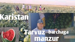 KARISTAN TARVUZ BARCHAGA MANZUR