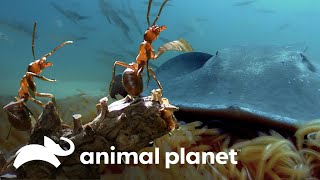Venenos de formigas e arraias para autodefesa | Lei da Sobrevivência | Animal Planet Brasil