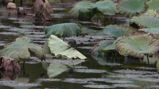 タカサゴクロサギ 20161106