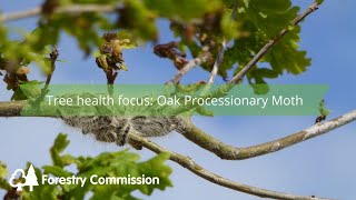 Tree health focus: Oak Processionary Moth