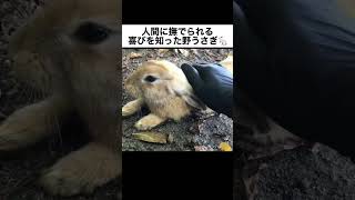 人間に撫でられる喜びを知った野うさぎ