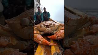 pacific crab caught  #fishing #pacificocean #pacific #deepsea #ai #deepocean #crab