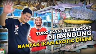 GREBEK HAN AQUATIC | TOKO IKAN TERLENGKAP DIBANDUNG!