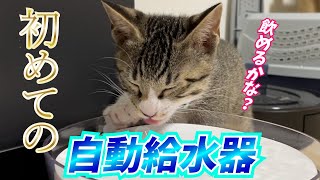 【保護猫】初自動給水器の猫の反応は・・・？お部屋散策も