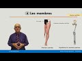 anatomie générale les membres