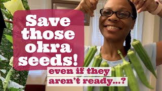 How to Save Okra Seeds even if they aren’t ready