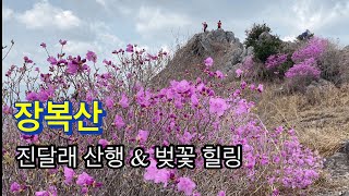 230326 / 장복산 / 진달래 산행 \u0026 벚꽃 힐링 / 장복산조각공원-편백나무숲-삼밀사-장복산-차유센터갈림길-604봉-덕주봉-안민고개-데크로드-경화역 /