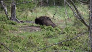 Zimbru se răcorește într-o pădure din Parcul Natural Vânători Neamț din cadrul Romsilva