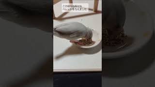 【雛の頃のシルバー文鳥】ペレットに慣れてきた頃。#生後2ヶ月 #bird #javasparrow