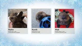 Adorable Sea Otters Opening Presents