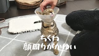 【エリザベスカラー】ちくわ､かゆい(o´罒`o)