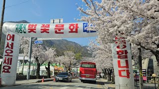 #계룡산벚꽃축제 (2024) #계룡산벚꽃 #벚꽃이여안녕 #봄이간다.