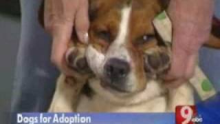 Helping Hounds Dog Rescue Appearance April 16, 2010