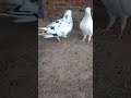 kabutar new video #kabutar #pigeons_lover_002 #king #pigeons #viral