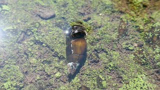 ひっくり返ったカワニナの起き上がり方