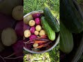 Picking Potatoes