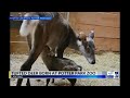 tufted deer born at potter park zoo