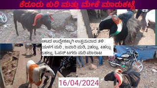 KERUR SHEEP MARKET UPDATE// ಪ್ರತಿ ಮಂಗವಾರ ನೆಡೆವ  ಕೆರೂರ ಕುರಿ ಮೇಕೆ ಮಾರುಕಟ್ಟೆ/market/ #ukchalukyarnaadu